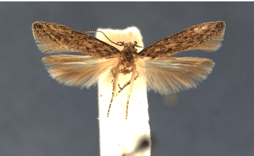 Доросла комаха  Keiferia lycopersicellaSangMi Lee (Місіссіпі, Ентомологічний музей - US)